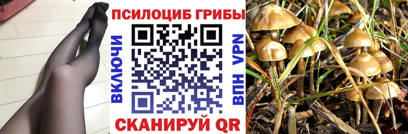 Псилоцибиновые грибы Psilocybine cubensis  Купить  Пересвет 